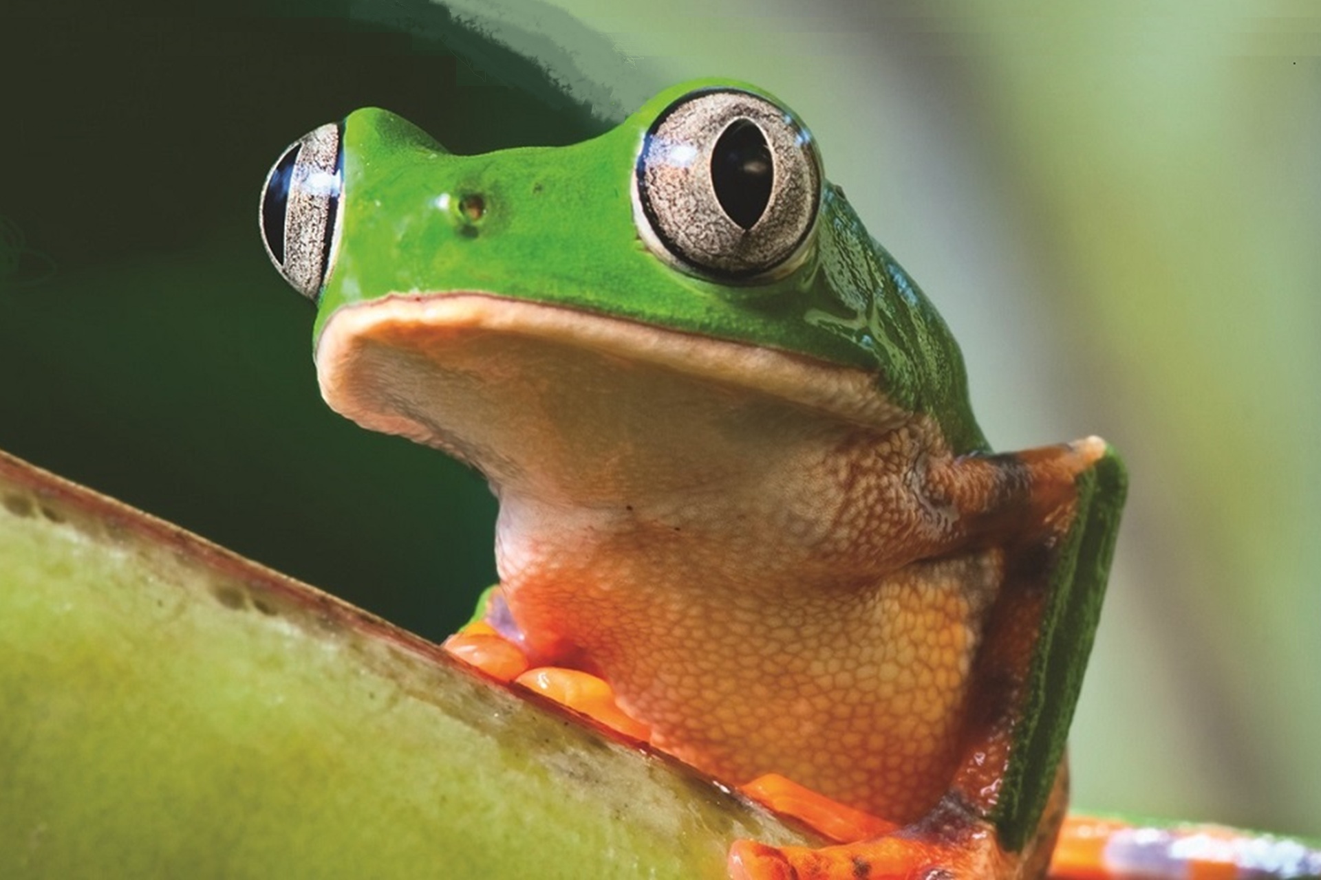 Z AMAZON Brazil tropical 20190596 1920 x1280