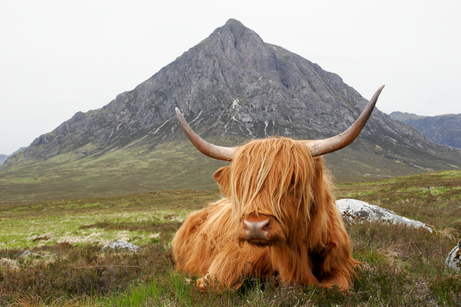 Scotish Cow