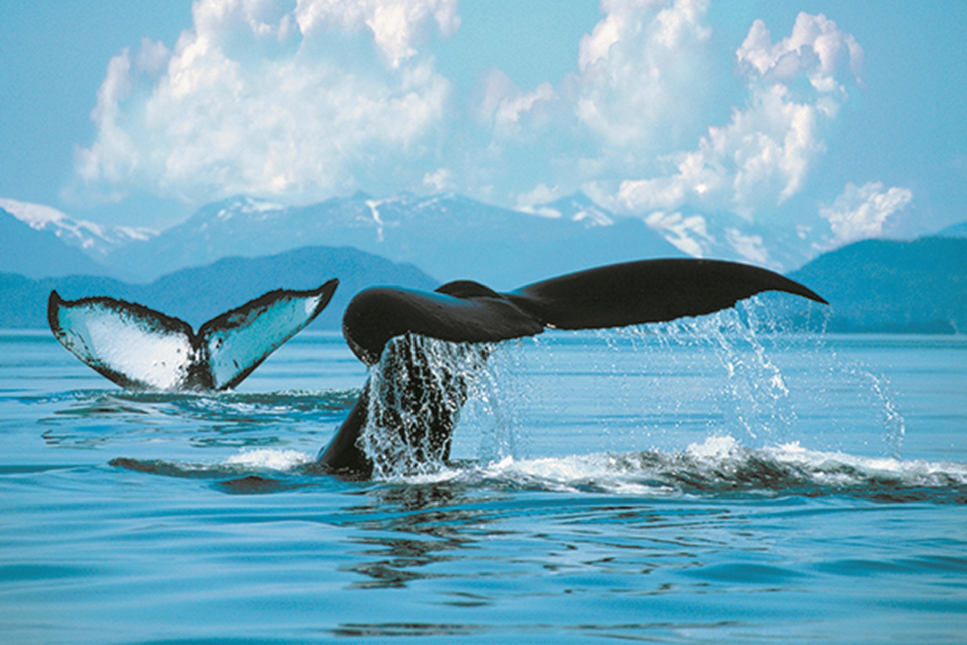 Z alaska whales 1920x1280