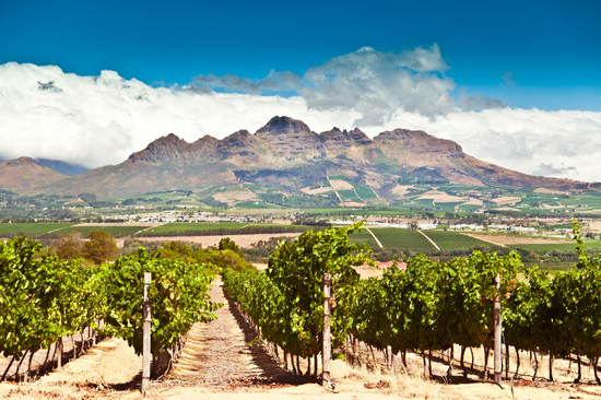 A view of Table Mountain from Stellenbosch in the South African Winelands