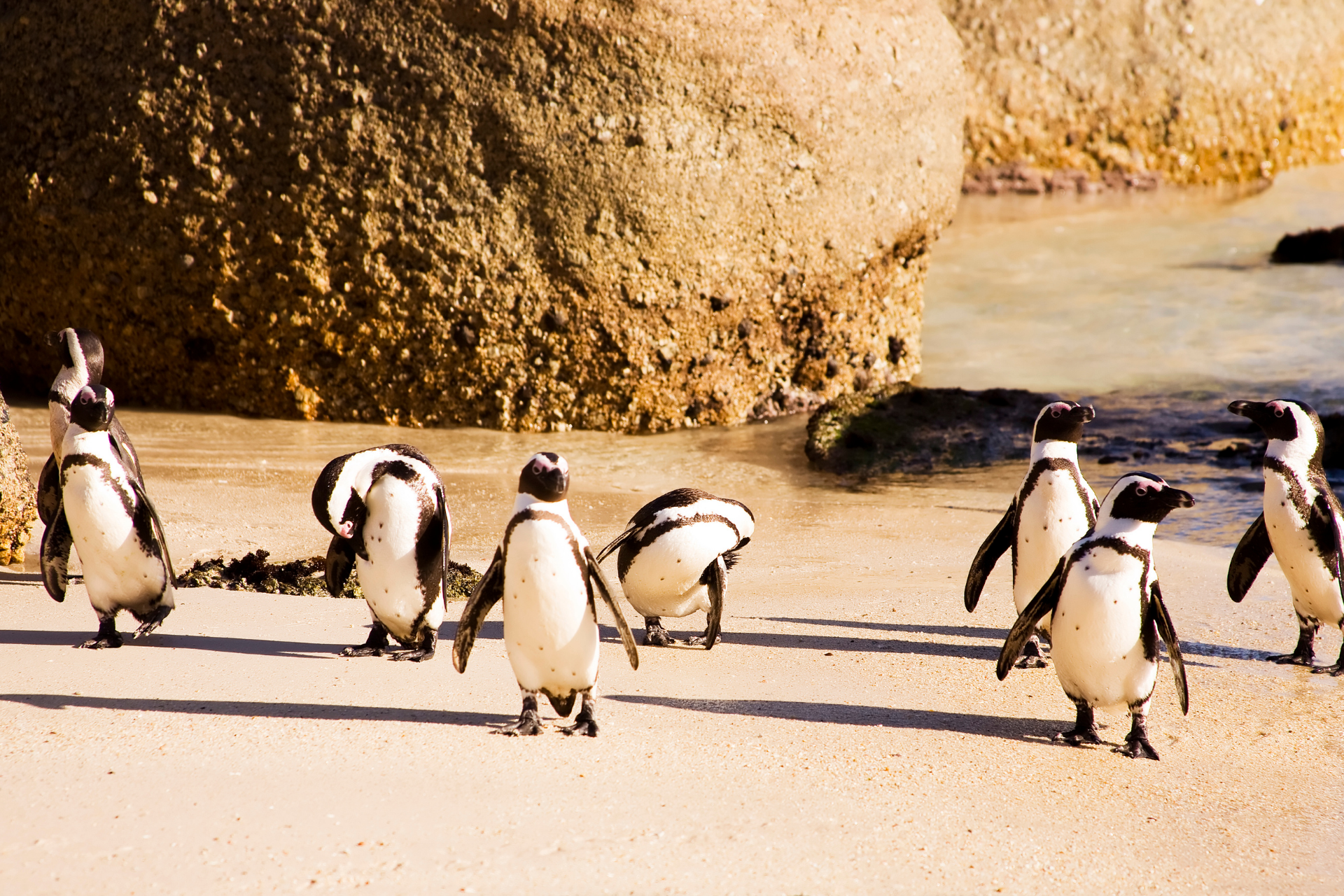 Penguins at boulders Beach in Cape Town