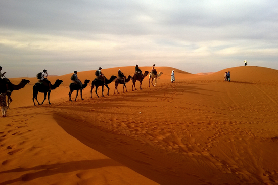 Camels walk through the desert in the UAE near Dubai