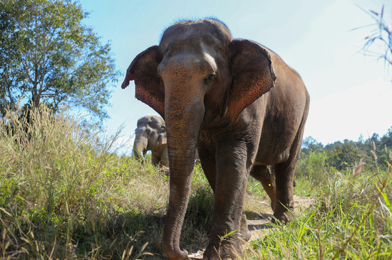 An elephant as seen at Chiang Mai elephant sanctuary