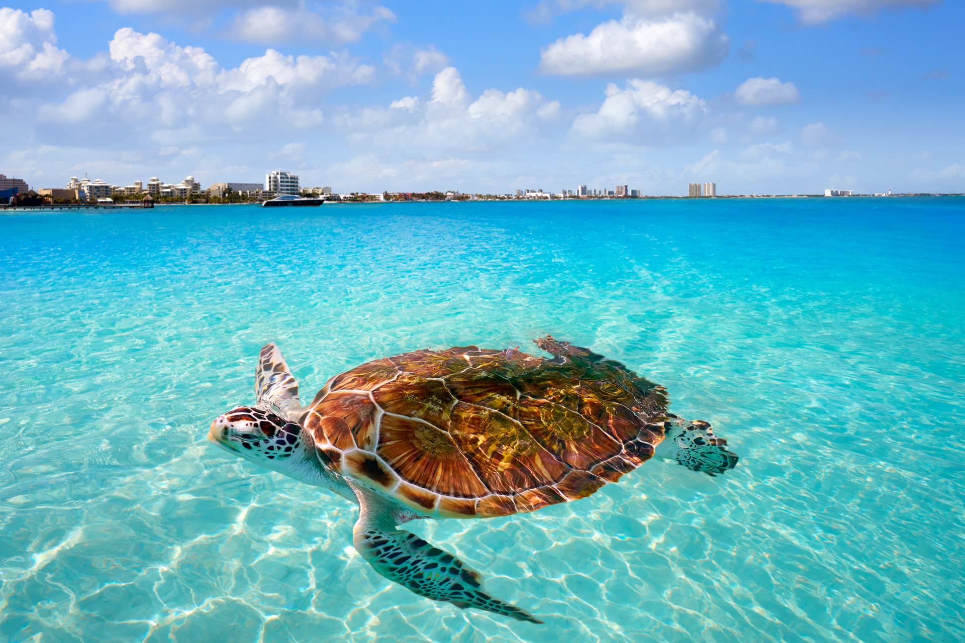 A turtle in the ocean which you might see on our 2 Nights in Los Angeles & 7 Night Mexican Riviera Cruise aboard Norwegian Bliss